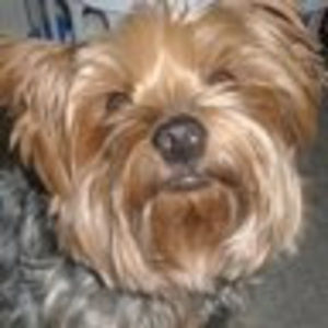 Meet your Posher, Molly